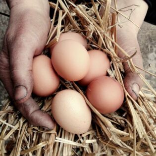 Ägg lösvikt 20kg från Solmarka  Gård