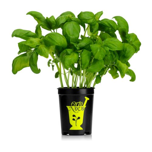 Basilika kruka 6st från Orto Novo