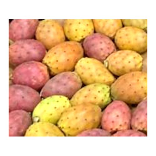Galiamelon 5kg från