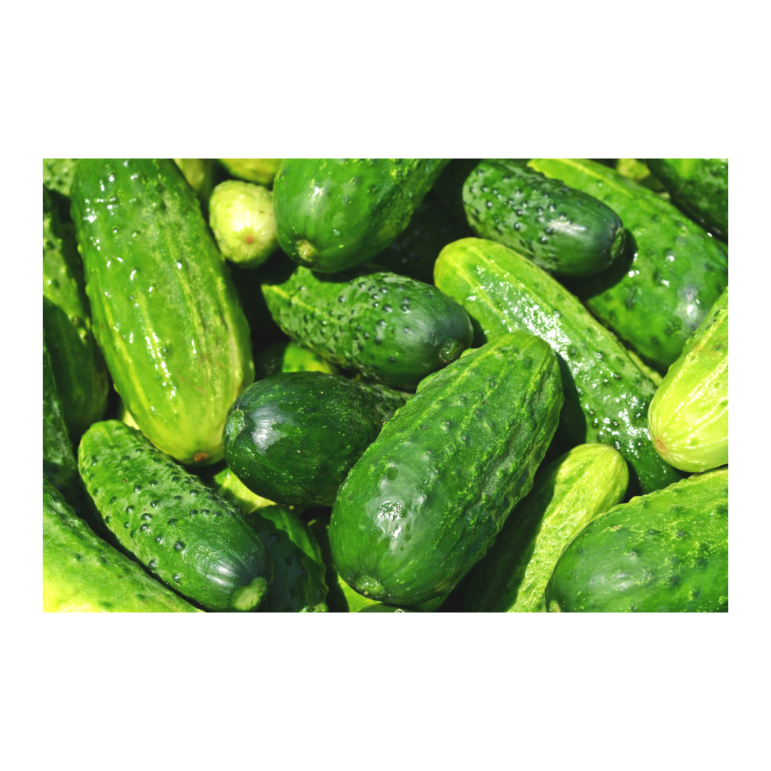 Västeråsgurka 5kg från Wålstedt