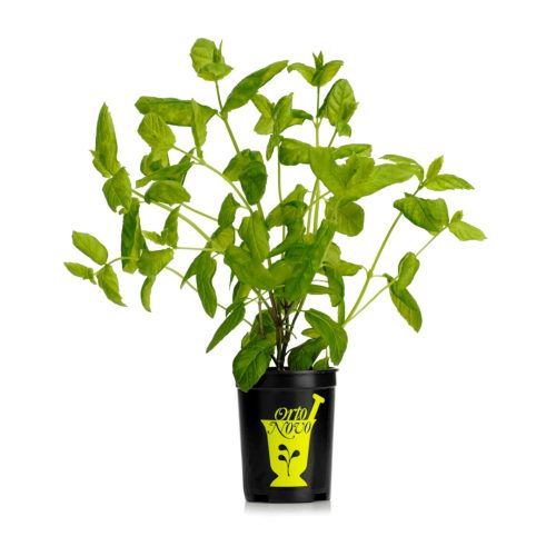 Mynta kruka 6st från OrtoNovo