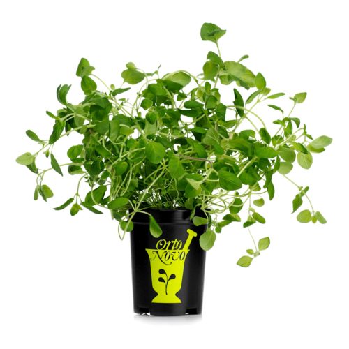 Dill