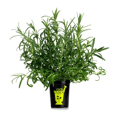 Rosmarin 5kn från Jonica