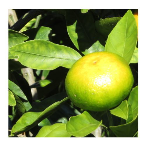Satsuma 6kg från